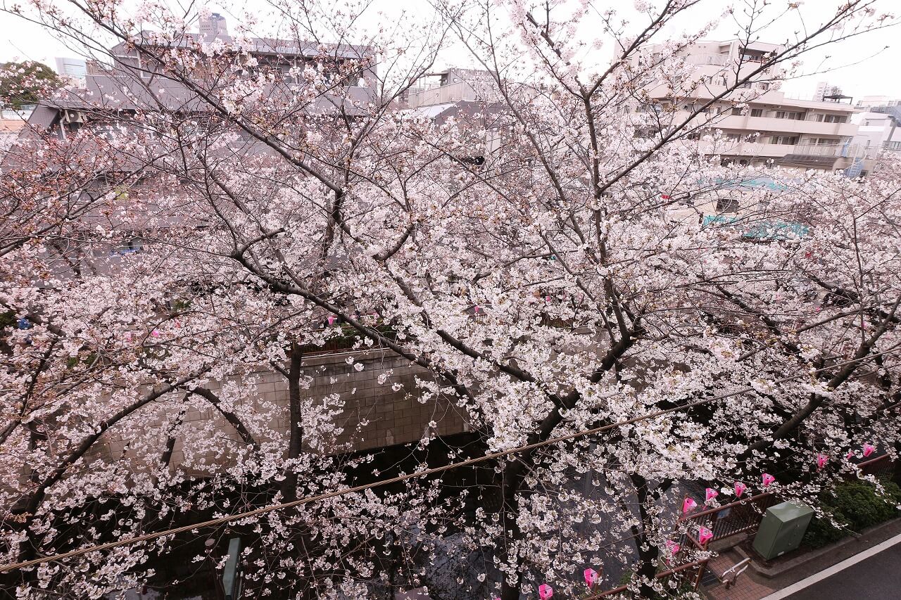 目黒川の桜並木